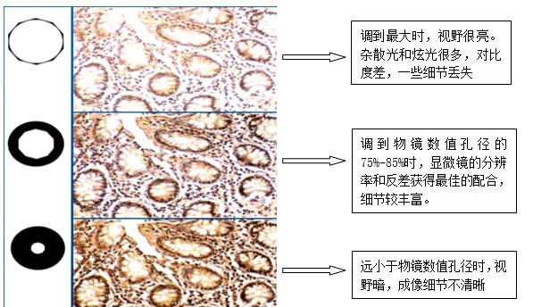 光學(xué)顯微鏡